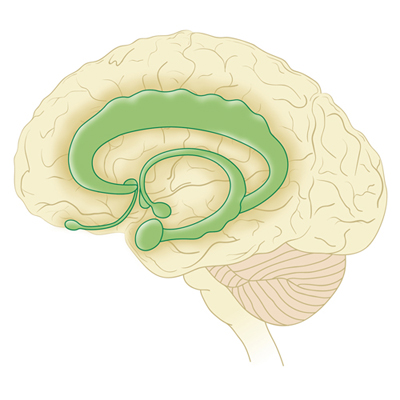 Limbic system of the brain.