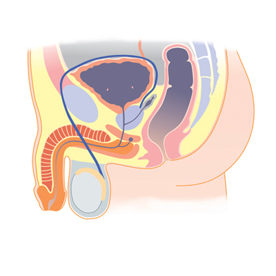 Medial view of male pelvic organs.