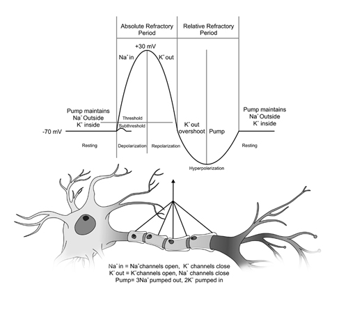 Nerve Cell Pump
