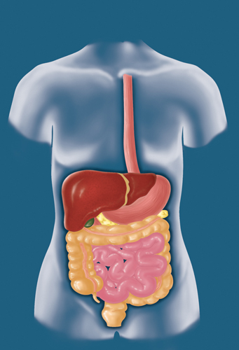 Torso with esophagus, stomach, liver, pancreas, large intestine, small intestine.