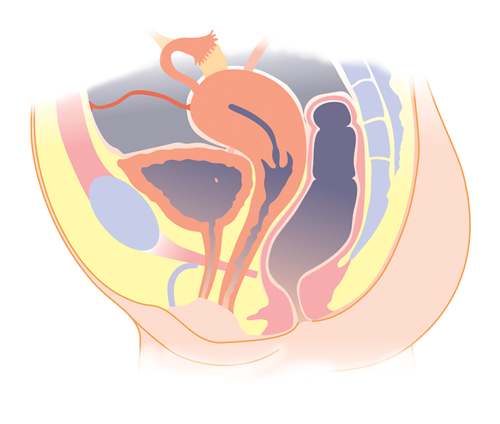 femalerpelvicviscera