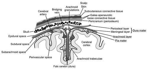 Menengies-protective layers over the brain