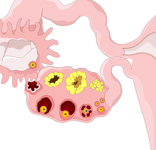 Shows Ovary and with Ovarian Cycle shown inside.